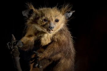 Media type: image;   Mammalogy 14647